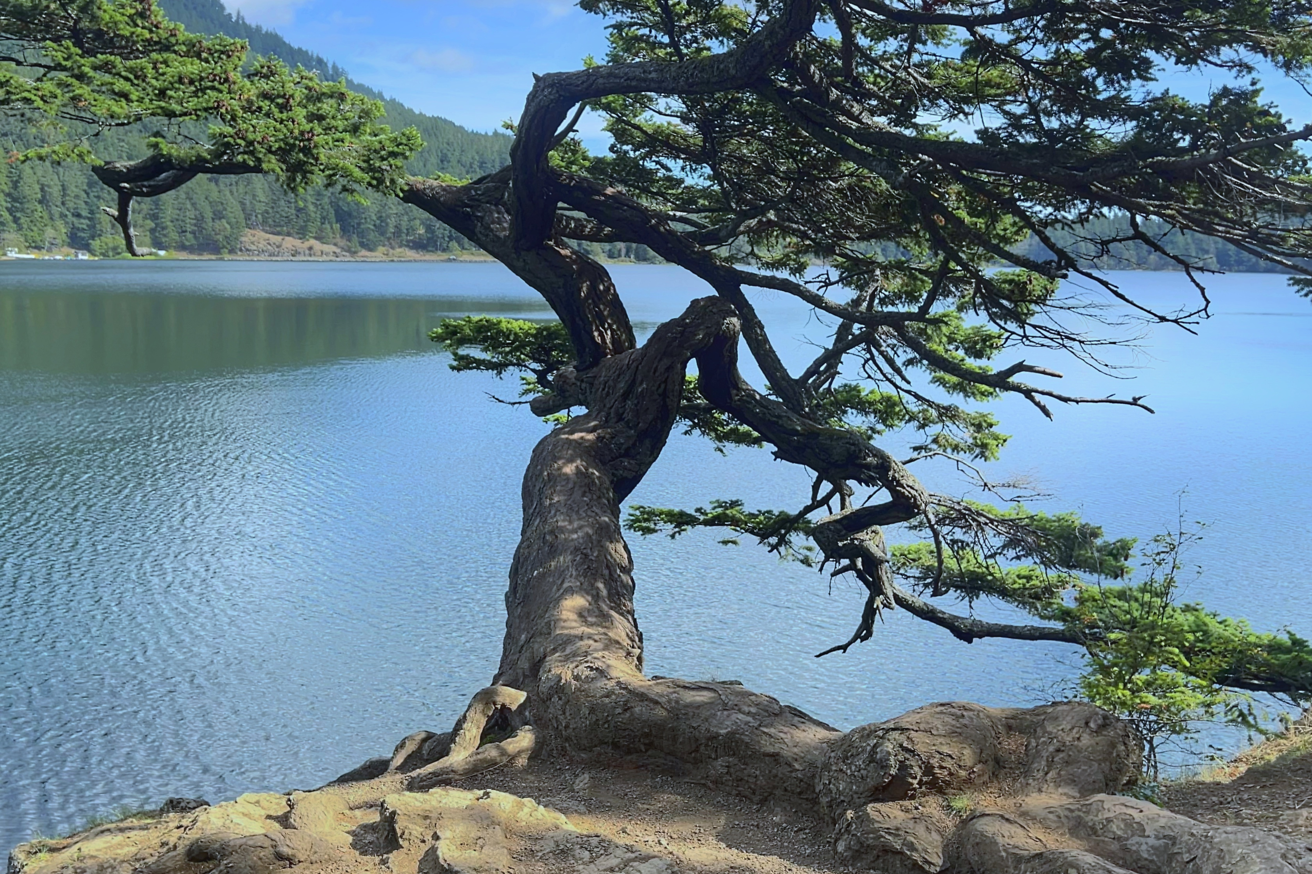 A lakeside tree overlooking mountain water